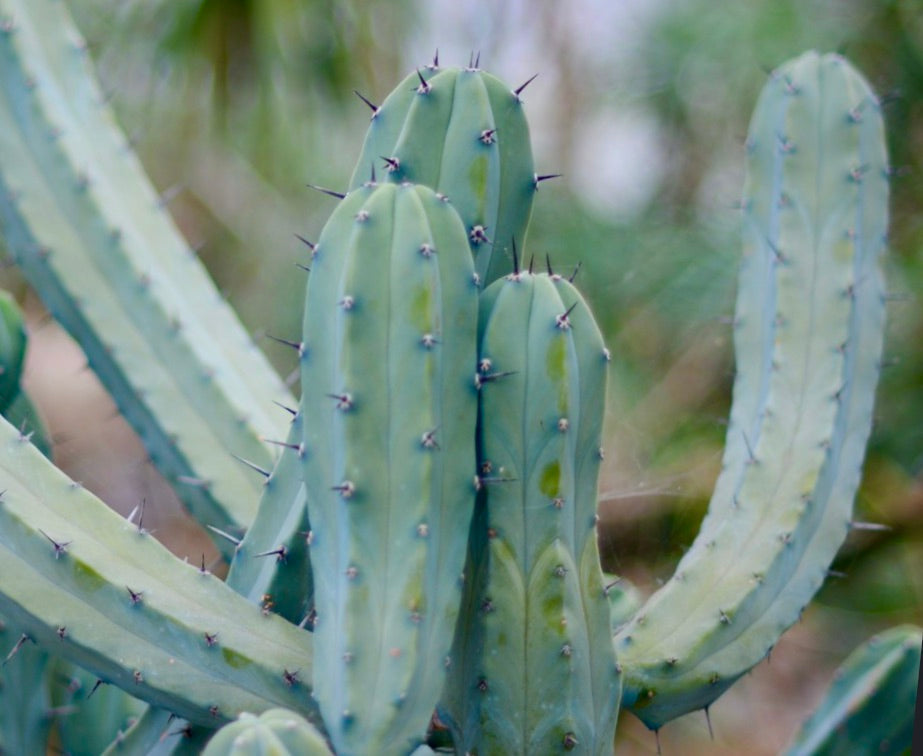 Myrtillocactus geometrizans alto cactus verde-blu con costolature verticali e spine appuntite