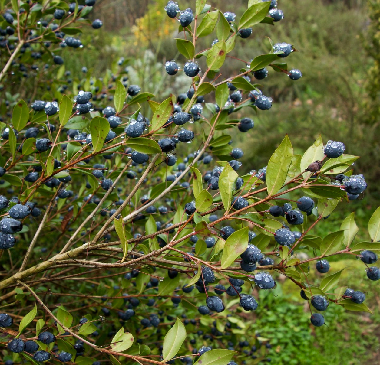 Myrtus communis green leafy shrub with dark blue berries covered in water droplets