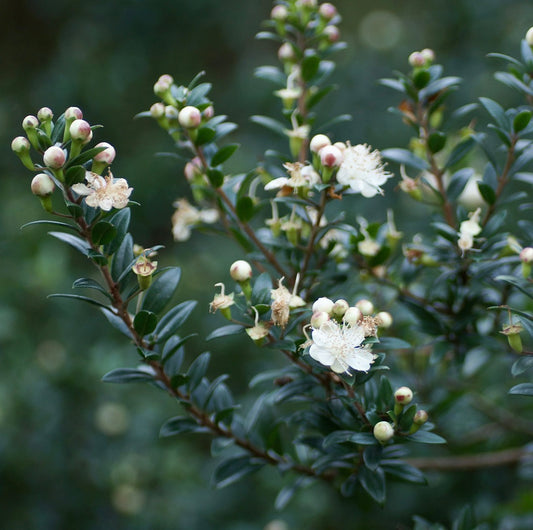 Myrtus communis var. tarentina small dark green leaves with delicate white flowers and buds