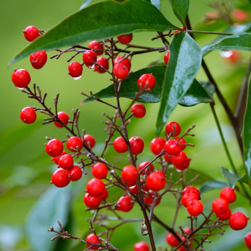 Bacche rosse vibranti di Nandina domestica con foglie verdi lucide su rami sottili