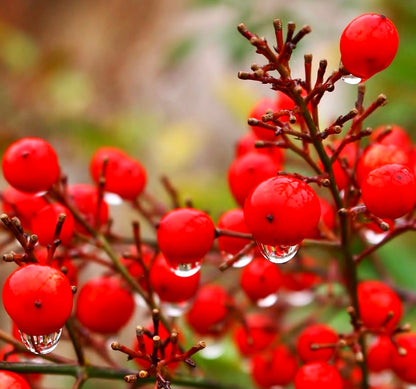 Nandina domestica | Heavenly bamboo | Sacred bamboo