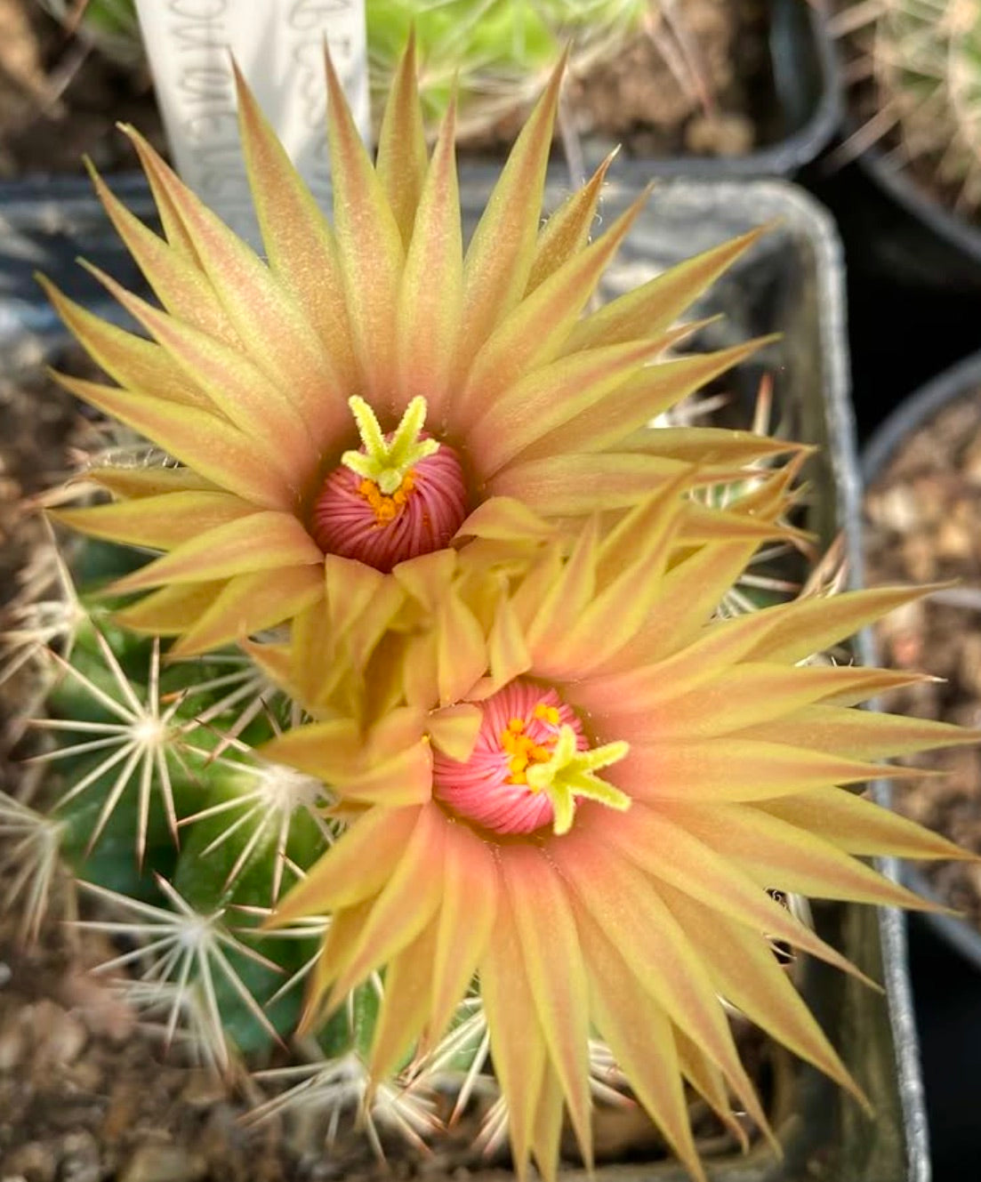 Cactus Neobesseya missouriensis con fiori giallo-arancio a forma di stella e centri rosa in vaso