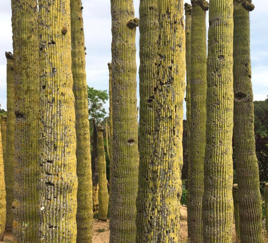Neobuxbaumia polylopha tall columnar cactus with ribbed yellow-green stems and rough texture