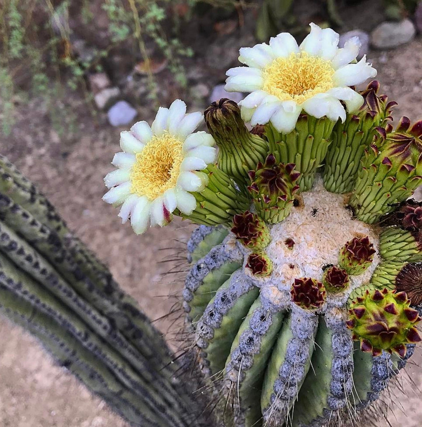 Cactus Neobuxbaumia tetetzo con fiori bianchi e gialli e fusto verde spinoso