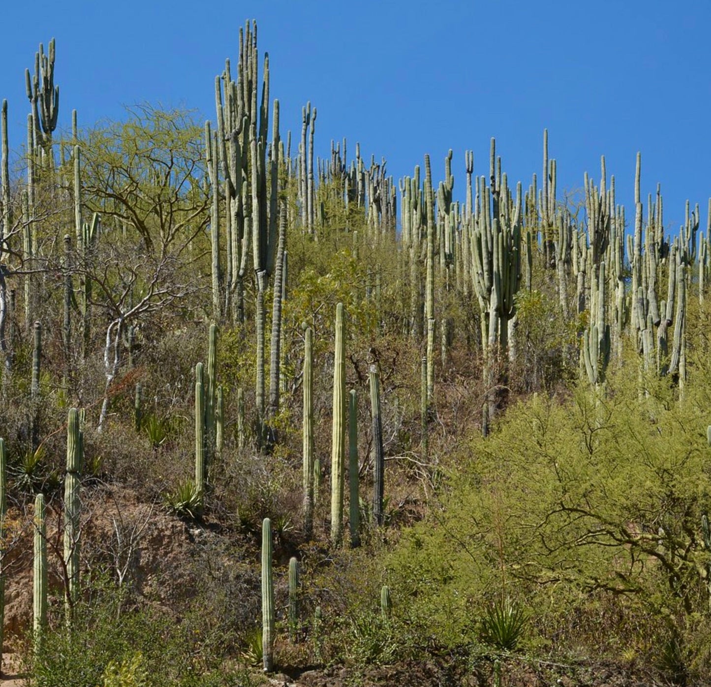 Foresta alta di cactus colonnari Neobuxbaumia tetetzo con fusti verdi e cielo azzurro sullo sfondo