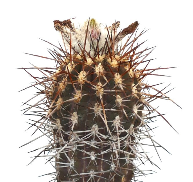 Neochilenia heinrichiana rare cactus with dense long reddish and white spines close-up