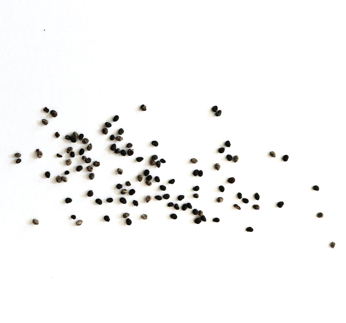Neochilenia heinrichiana var. deherdtiana small dark seeds scattered on white background