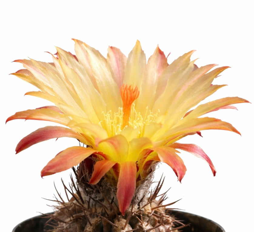 Neochilenia heinrichiana var. deherdtiana rare cactus with large yellow and orange flower