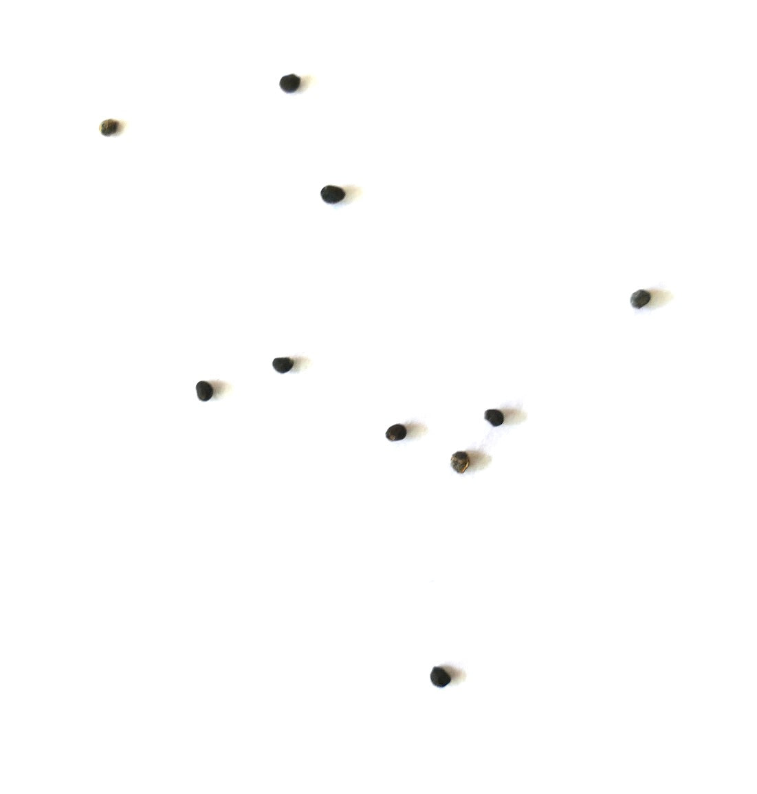 Neochilenia heinrichiana var. deherdtiana small black seeds scattered on white background