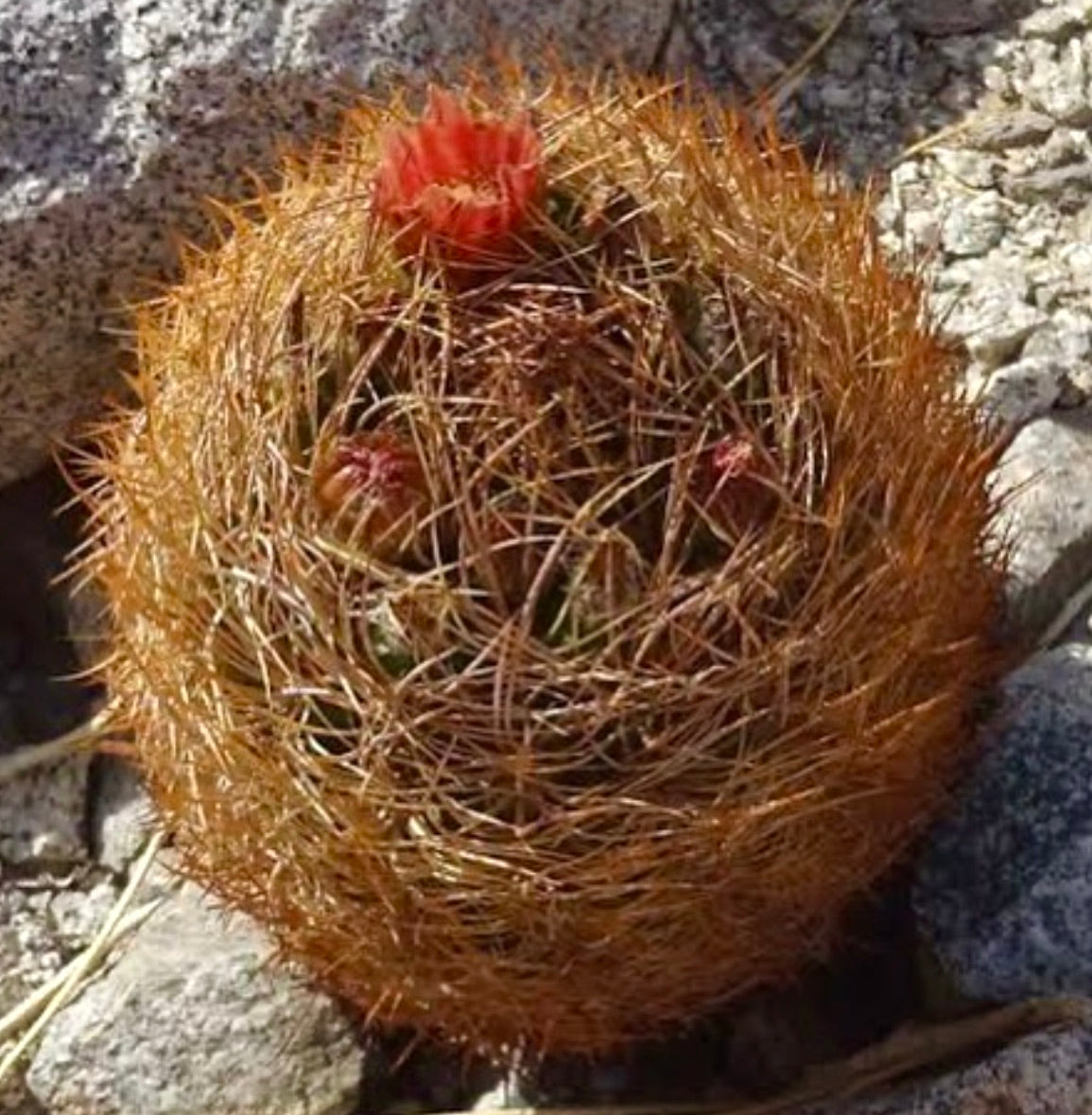 Neochilenia kunzei rare cactus with dense orange spines and red flowers on rocky ground