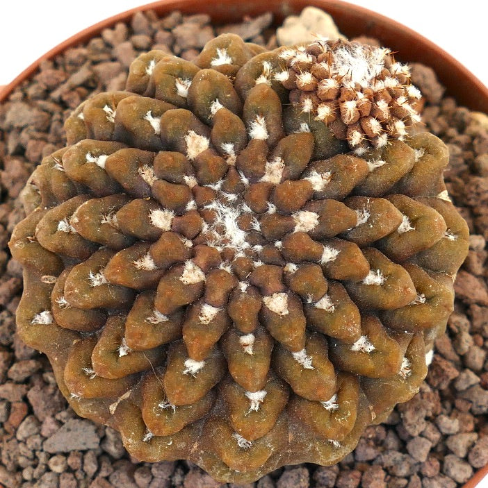 Neochilenia occulta rare succulent cactus with clustered tubercles and white woolly areoles