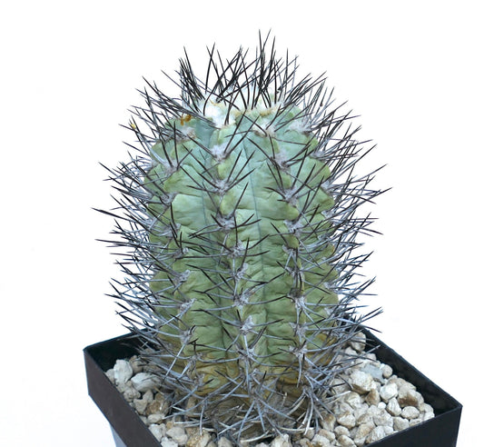 Neochilenia paucicostata raro cactus succulento con spine scure prominenti in vaso nero