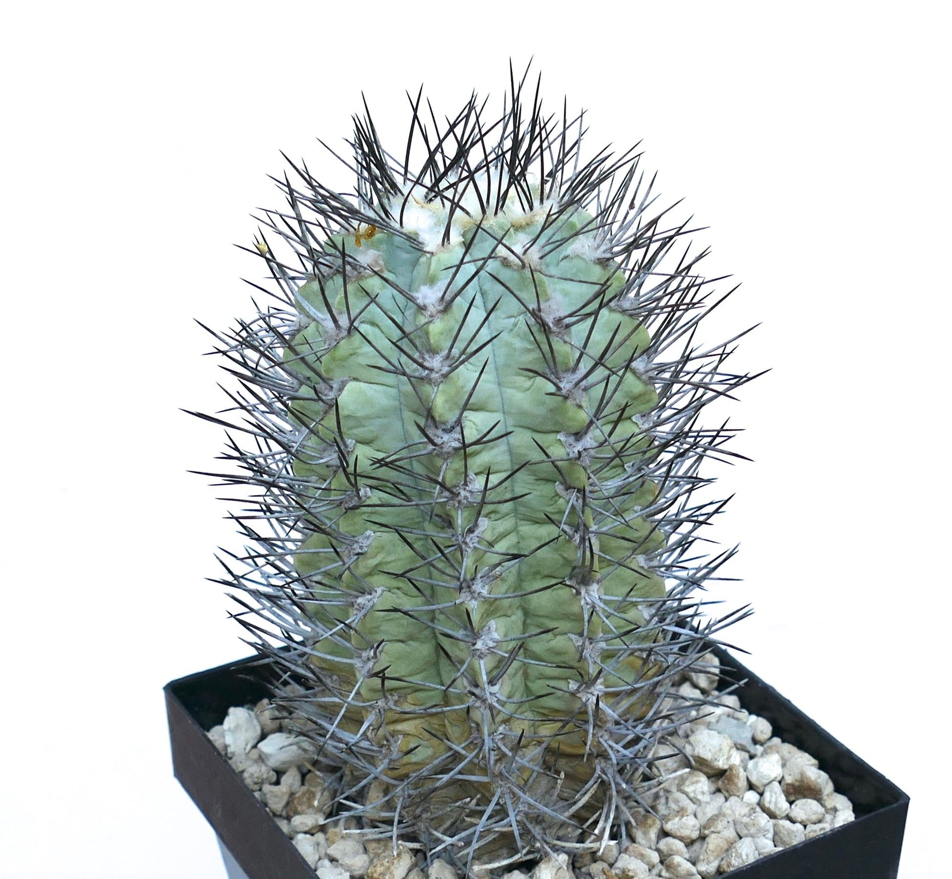Neochilenia paucicostata rare succulent cactus with thick spines in black pot