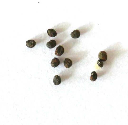 Neochilenia paucicostata var. viridis small dark cactus seeds on white background