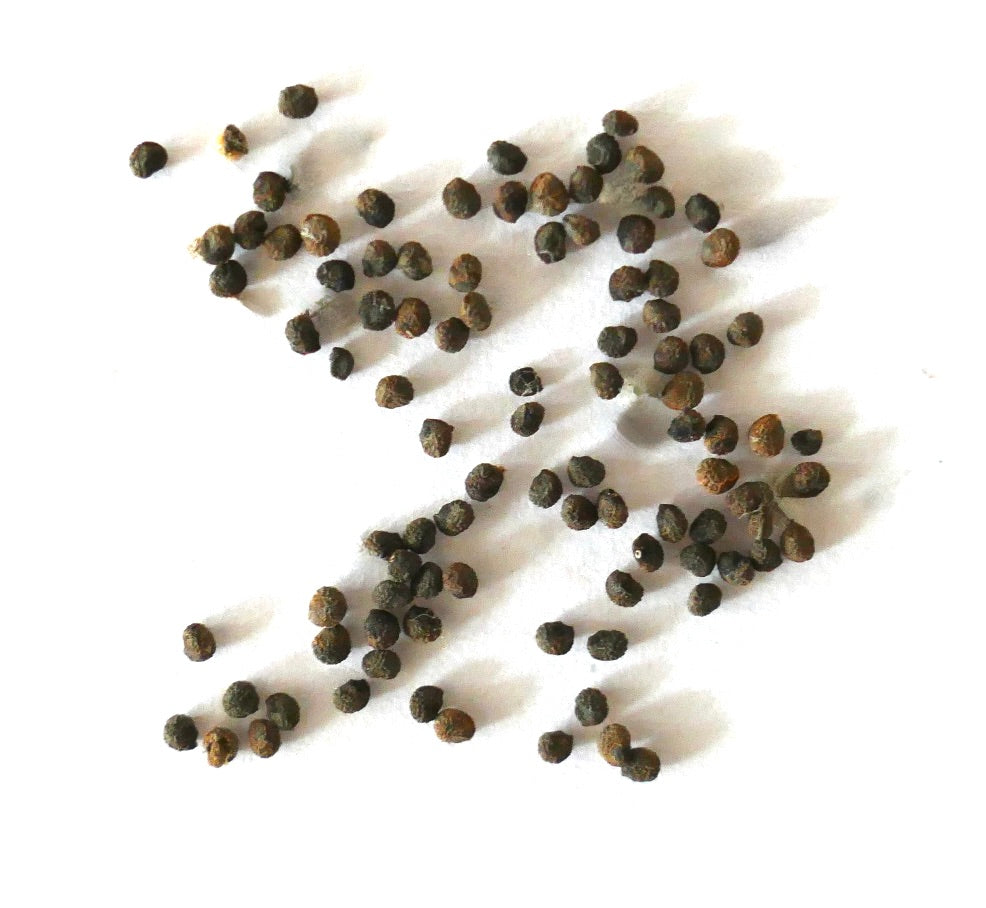 Neochilenia paucicostata var. viridis small round cactus seeds on white background