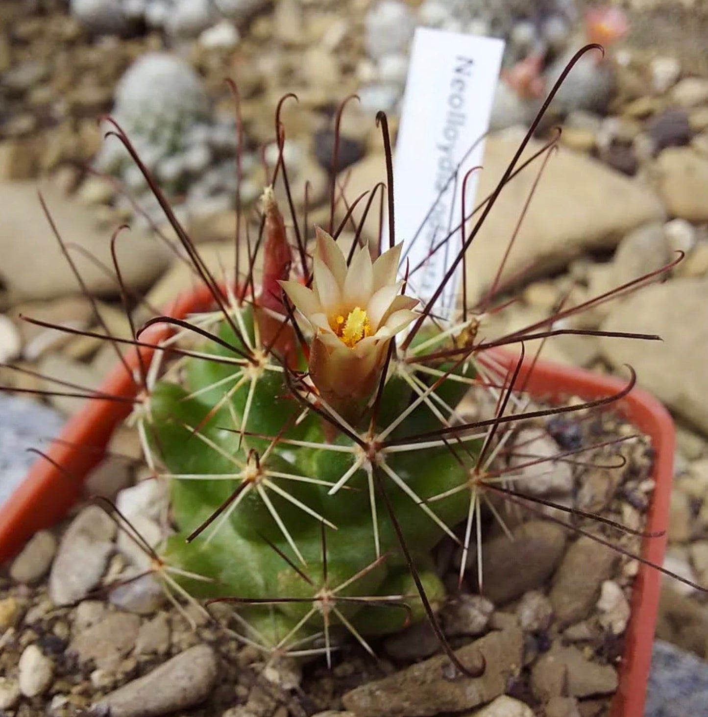 Neolloydia odorata piccolo cactus verde con spine lunghe e fiore giallo pallido in vaso