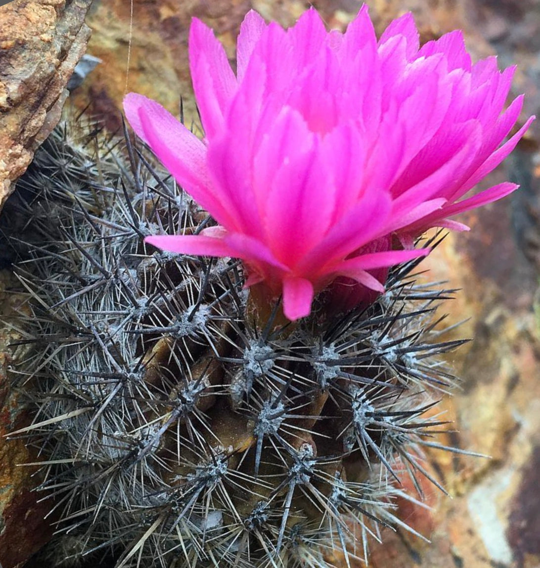 Neoporteria chilensis cactus with bright pink flower and dense spines growing among rocks