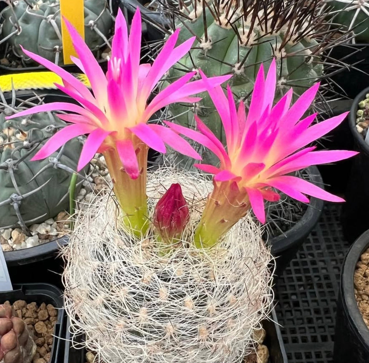 Neoporteria senilis cactus with bright pink flowers and dense white spines in pot