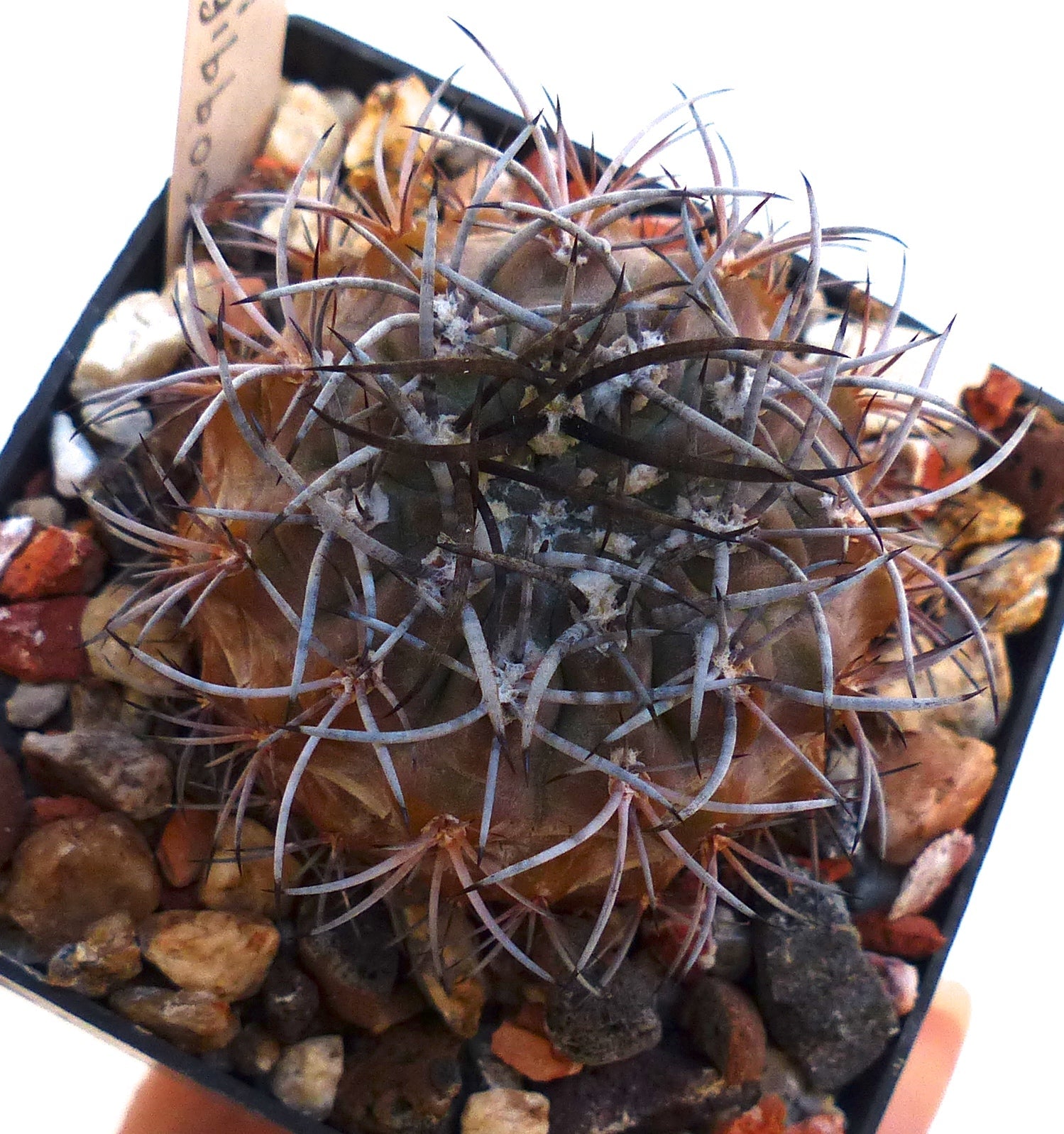 Neoporteria subgibbosa small round cactus with dense curved spines in rocky soil