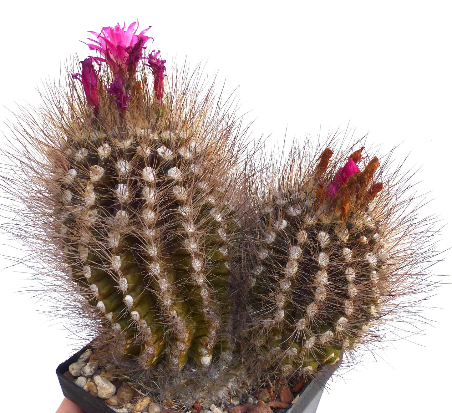 Cactus Neoporteria villosa con fiori rosa e spine dense in vaso piccolo