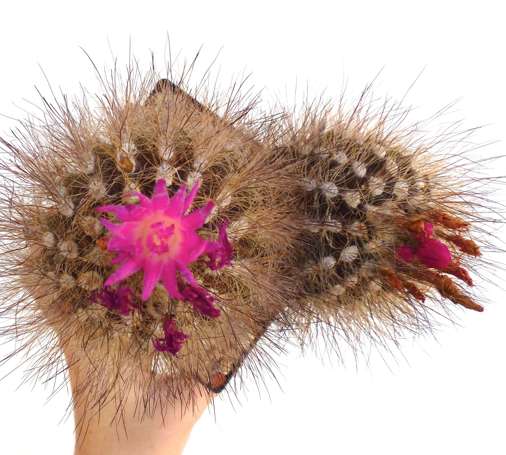 Cactus Neoporteria villosa con spine dense e fioritura vibrante rosa