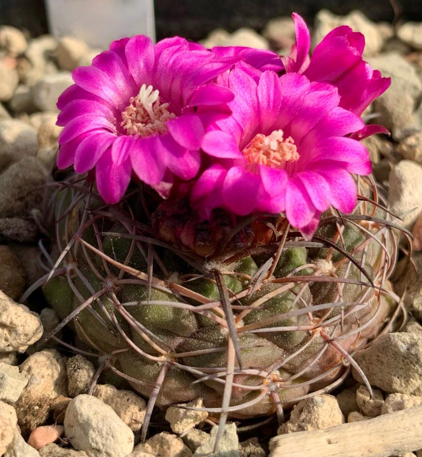 Neowerdermannia vorwerkii cactus with vibrant pink flowers and long spines on rocky soil