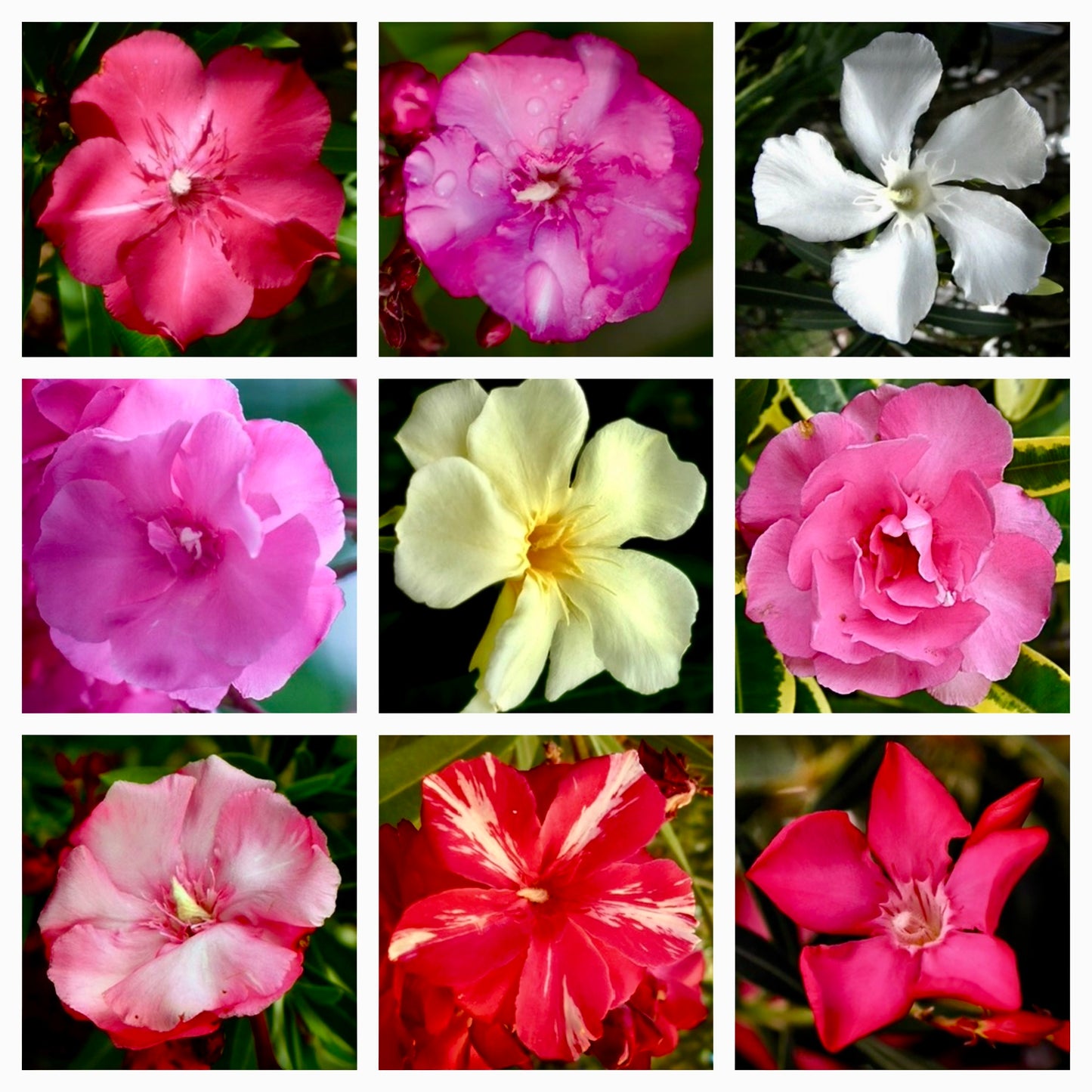 Nerium oleander SEMI DI COLORI MISTI