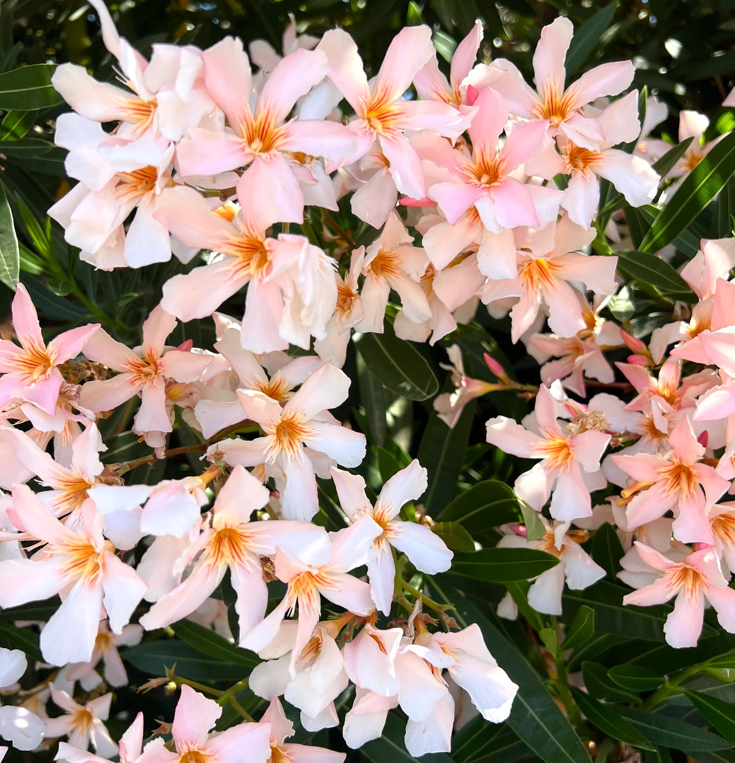 Nerium oleander SEMI DI COLORI MISTI