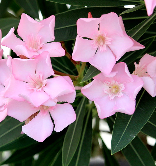 SEMI di Nerium oleander cv ANNAROSA rosa chiaro