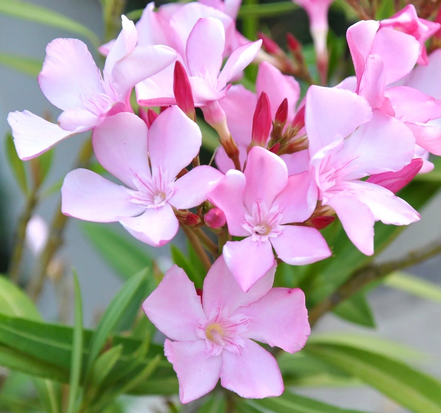 Nerium oleander cv ANNAROSA fiori delicati rosa chiaro con foglie verdi a forma di lancia