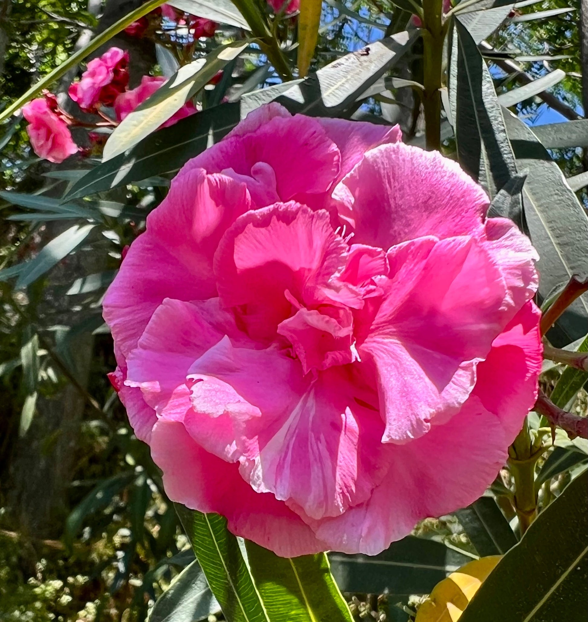 Nerium oleander cv 'LOREDANA' fiore doppio rosa scuro con petali arricciati e foglie verde lucido