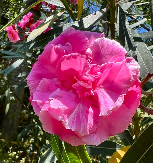 Nerium oleander cv 'LOREDANA' fiore doppio rosa scuro con petali arricciati e foglie verde lucido