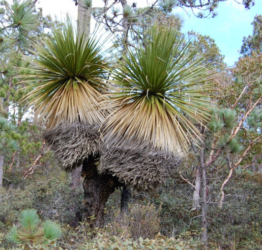 Nolina hibernica 'La Pena, Siberica' foglie verdi grandi e appuntite con fogliame marrone secco cespugliato su un tronco spesso