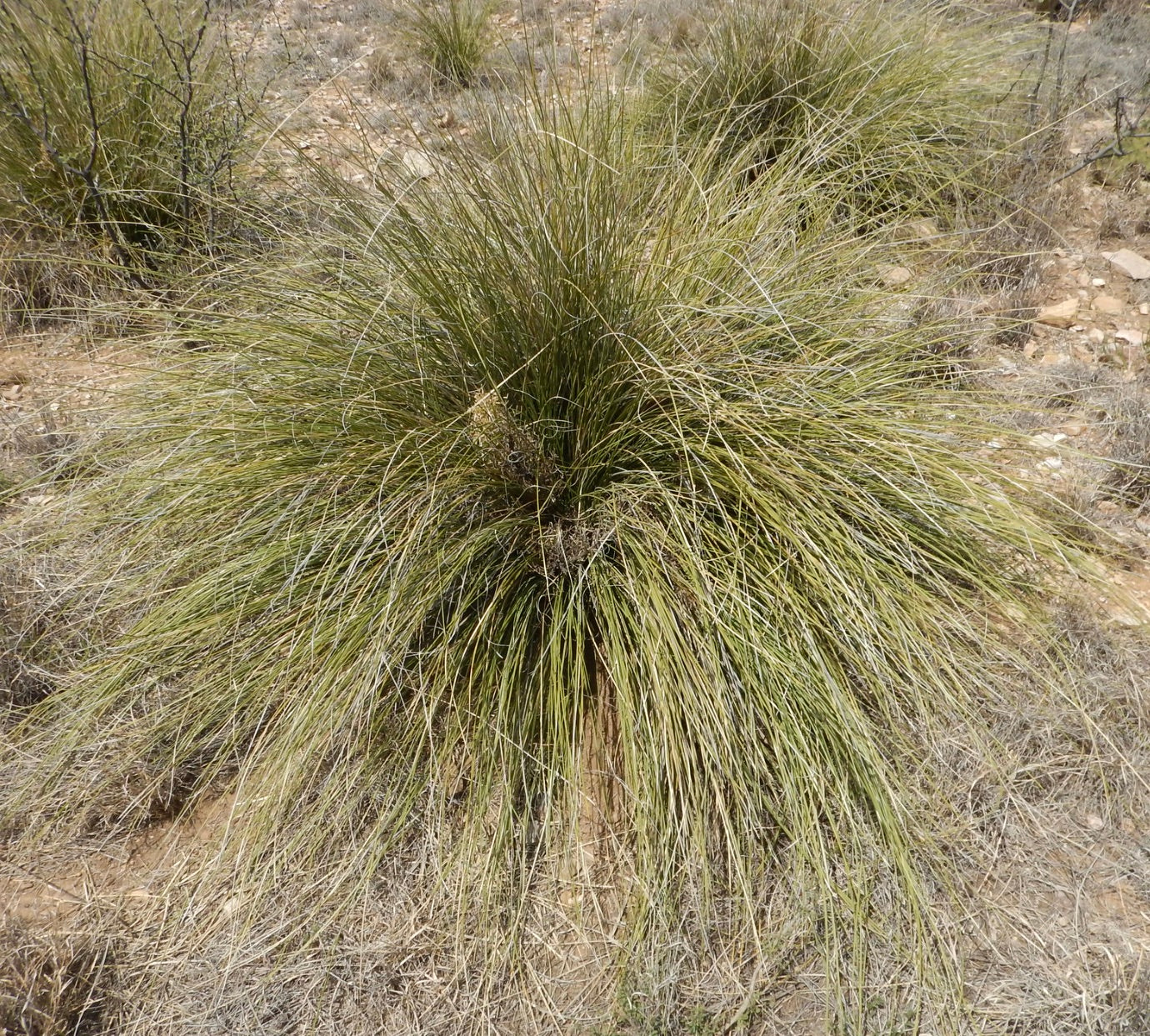 Nolina texana cespuglio denso di foglie verdi lunghe e sottili in un ambiente di terreno secco