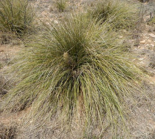 Nolina texana dense clumping grass with long thin leaves in dry soil environment