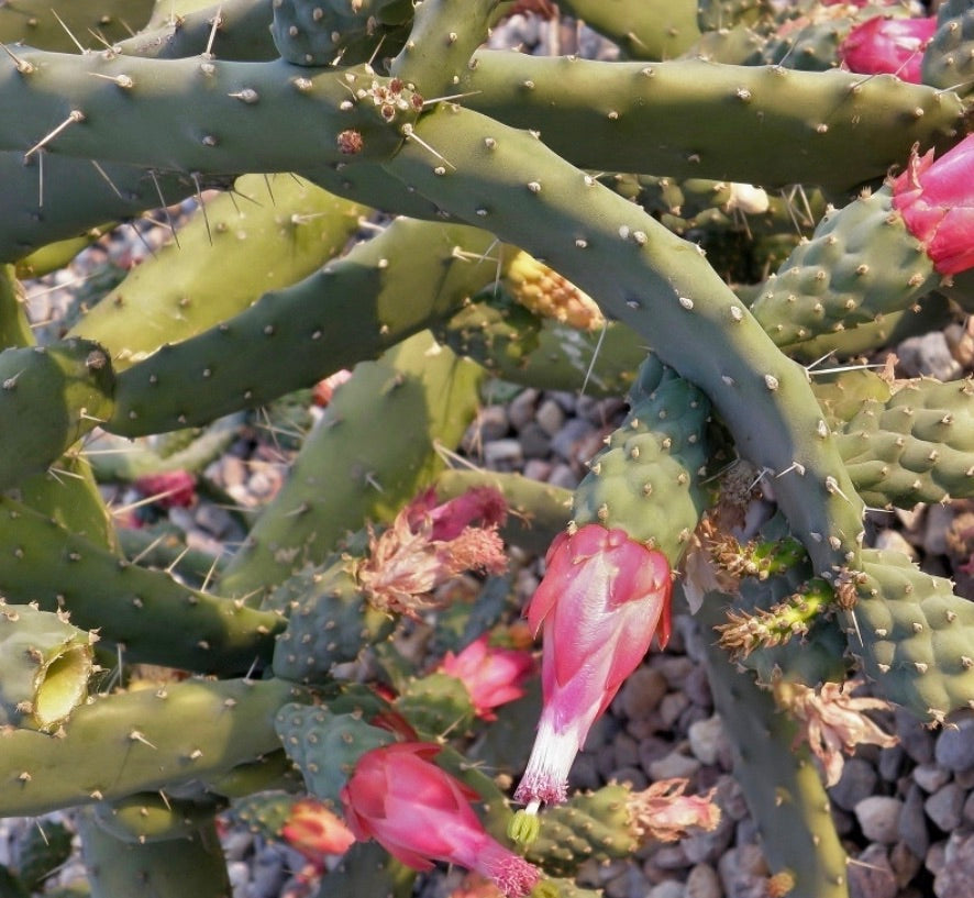 Nopalea karwinskiana cactus with green segmented stems and bright pink tubular flowers