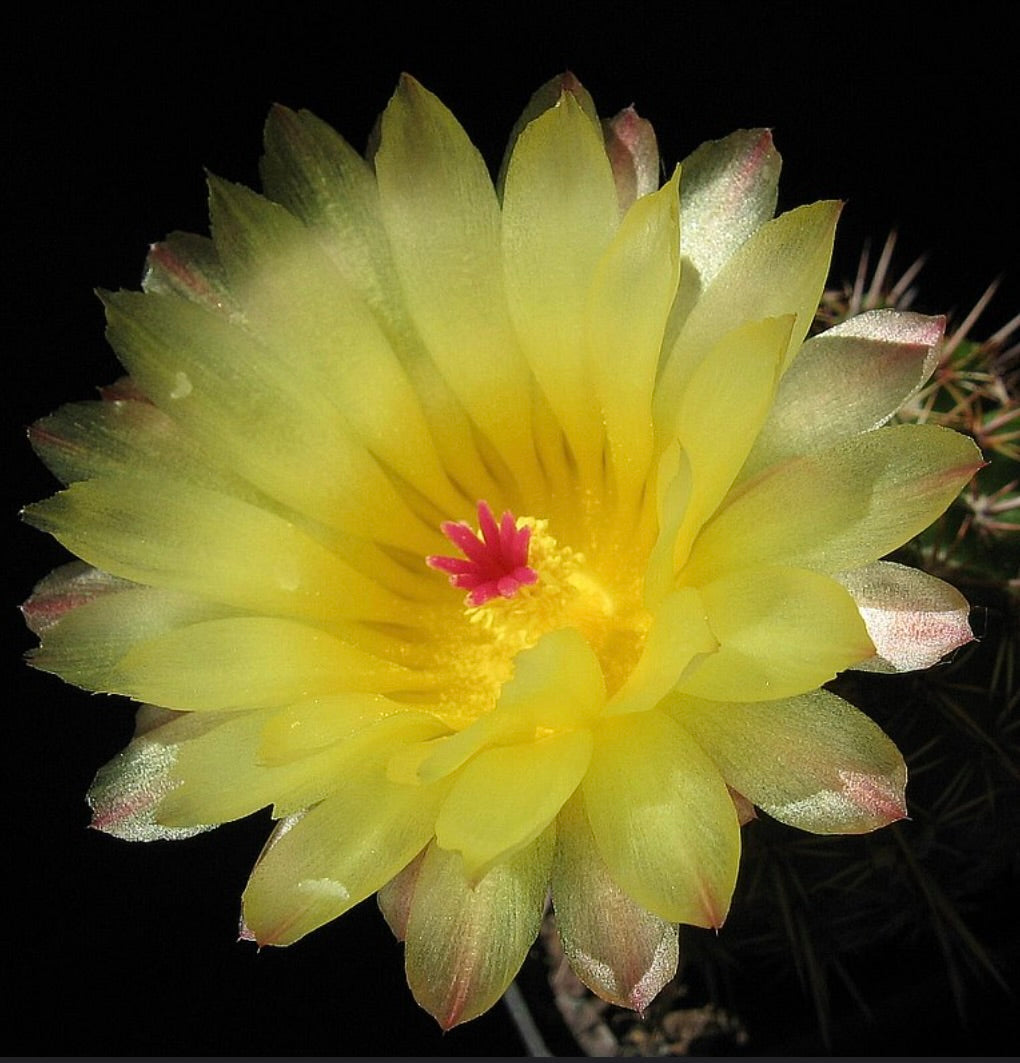 Fiore giallo di Notocactus submammulosus con stigma rosa e petali traslucidi