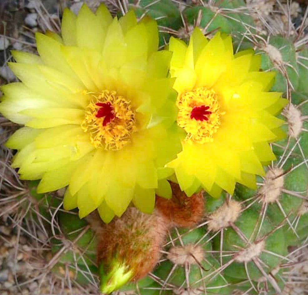 Notocactus bommeljei cactus with bright yellow flowers and spiny green stem