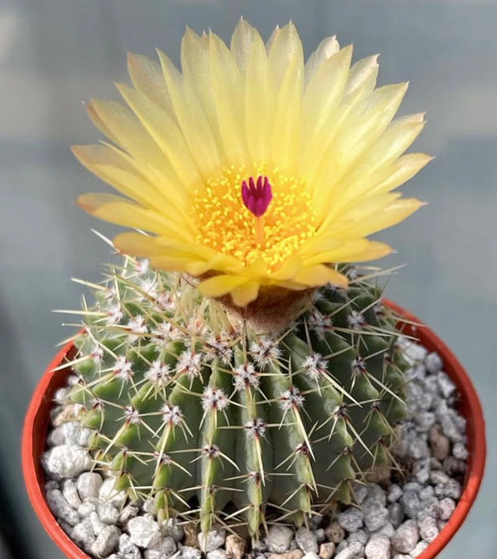Notocactus buiningii cactus con fiore giallo brillante e spine appuntite in vaso