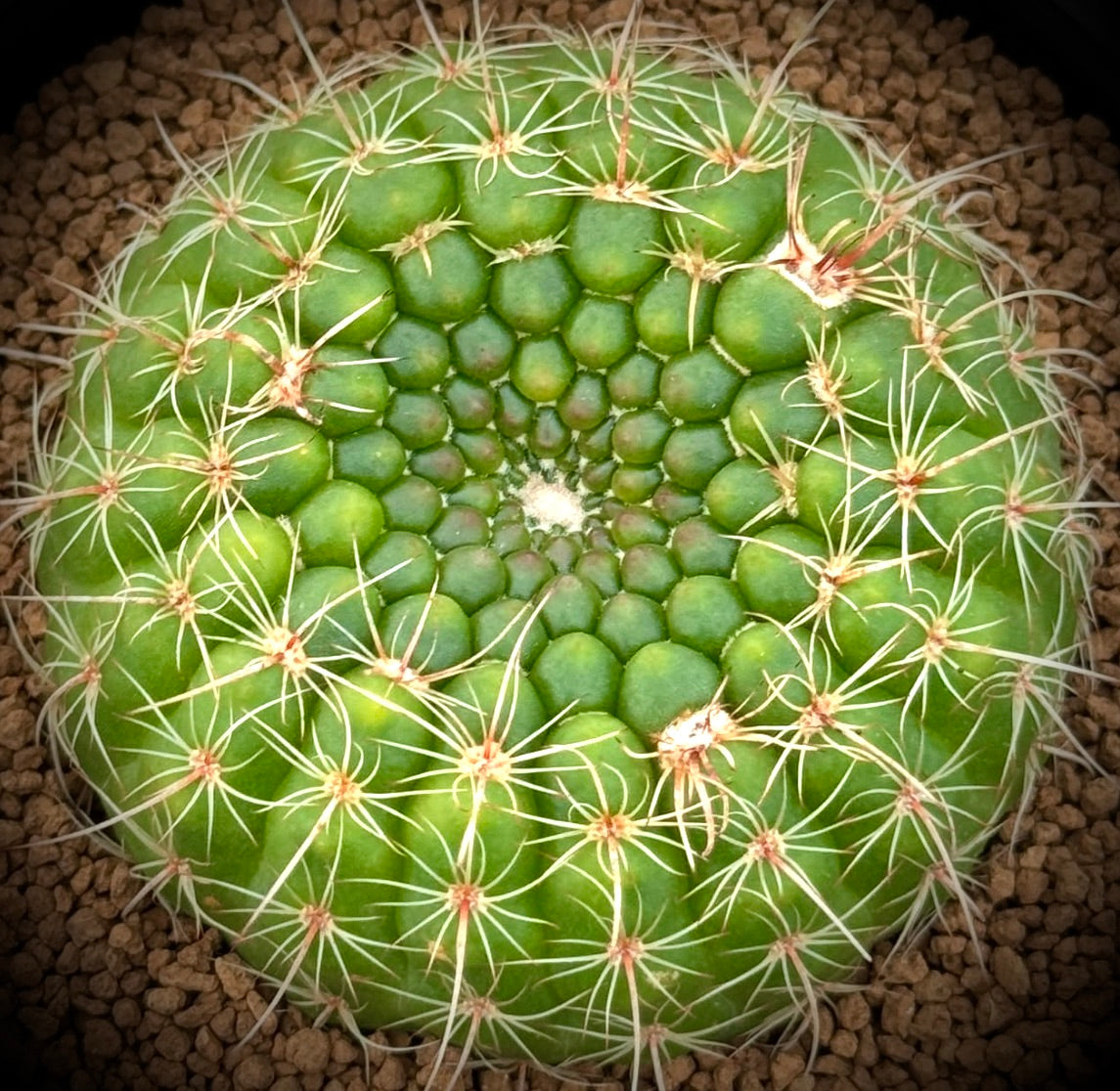 Notocactus concinnus round green cactus with radial white spines and textured tubercles