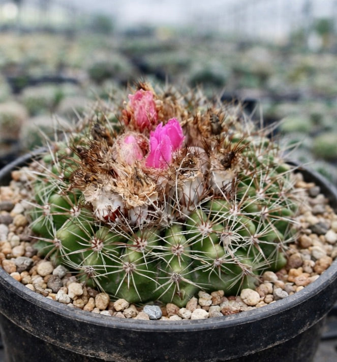 Notocactus pseudoherteri cactus with pink flowers and dense spines in black pot