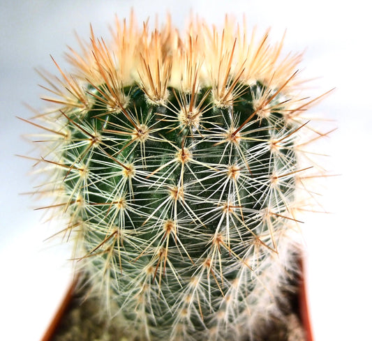 Notocactus schlosseri small ball cactus with dense yellowish spines and green body