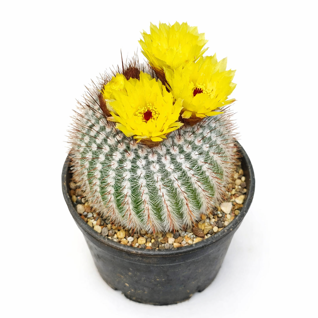 Notocactus scopa cactus with bright yellow flowers in black pot
