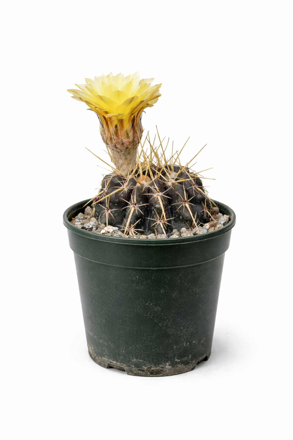 Notocactus tureczekianus cactus con fiore giallo e spine lunghe in vaso nero