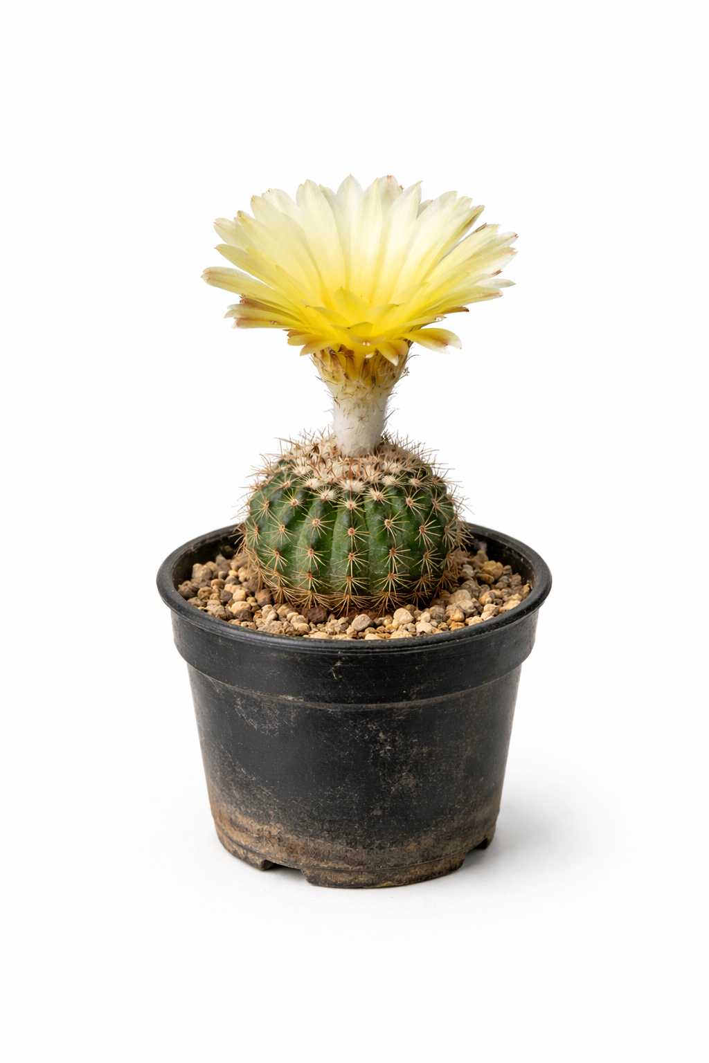 Notocactus winkleri cactus with yellow flower in black plastic pot
