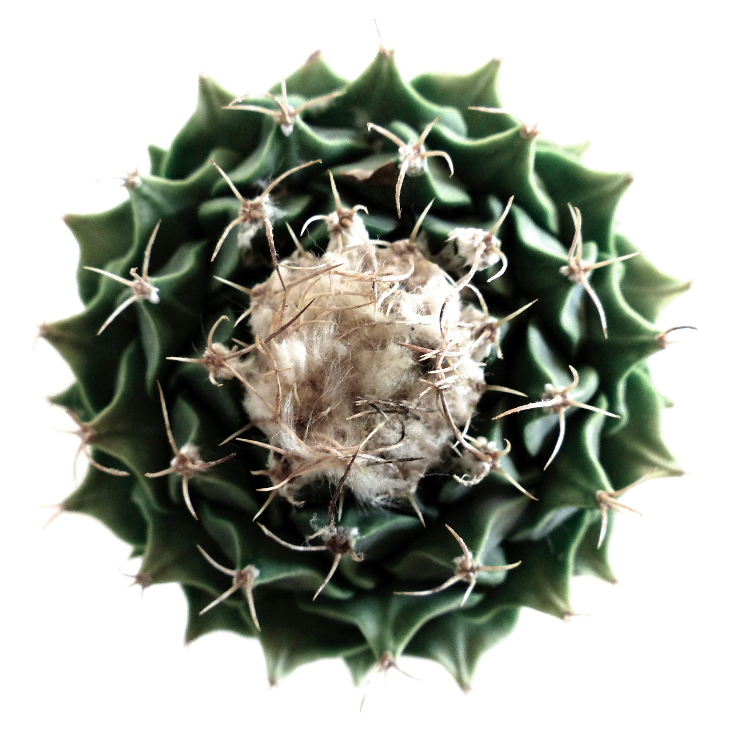 Obregonia denegrii rare succulent cactus with woolly center and spiny green ribs