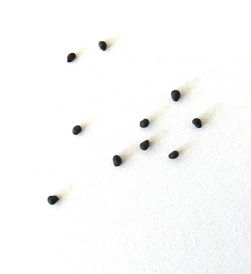 Obregonia denegrii small black cactus seeds on white background