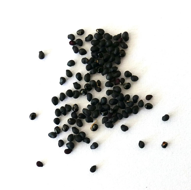 Obregonia denegrii cactus seeds scattered on white background for propagation