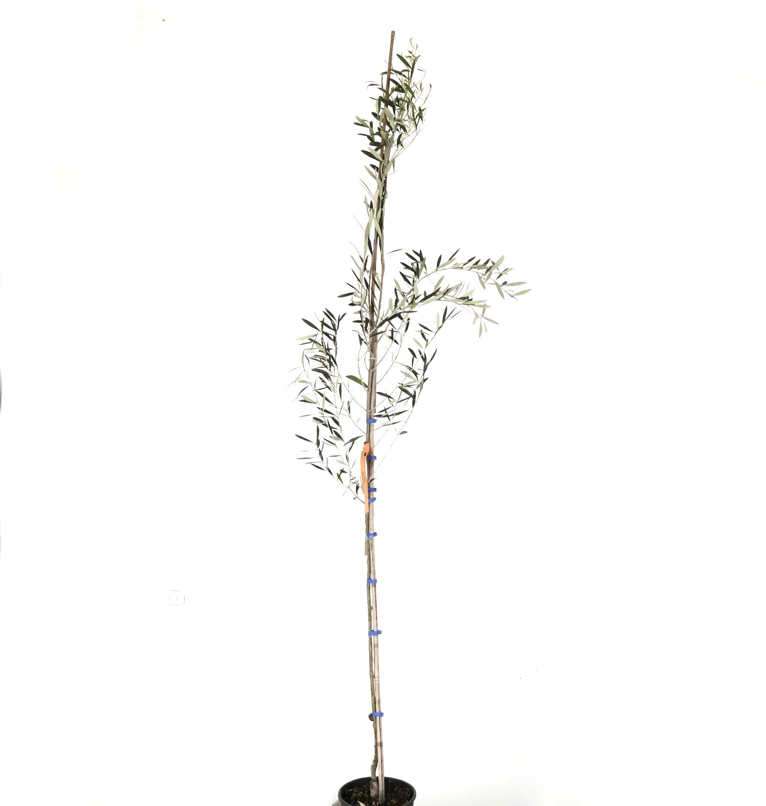 Olea europaea var. leucocarpa albero giovane snello con foglie verdi strette e fusto alto
