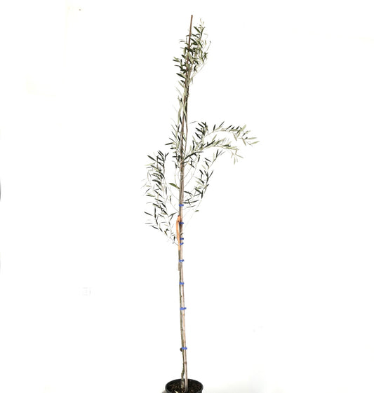 Olea europaea var. leucocarpa albero giovane snello con foglie verdi strette e fusto alto